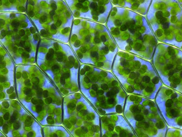 Хлоропласты в клетках листа Kristian Peters