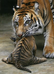 тигры поколения