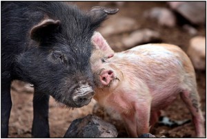 животные нежность свиньи